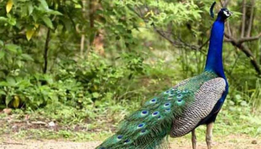 Peacock