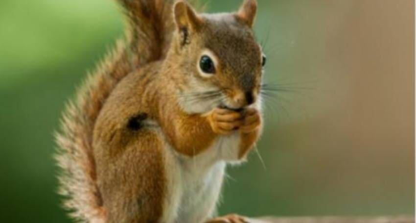 Squirrel