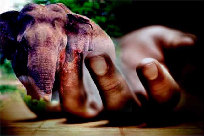 யானை தாக்கி குடும்பப் பெண் பரிதாப மரணம்