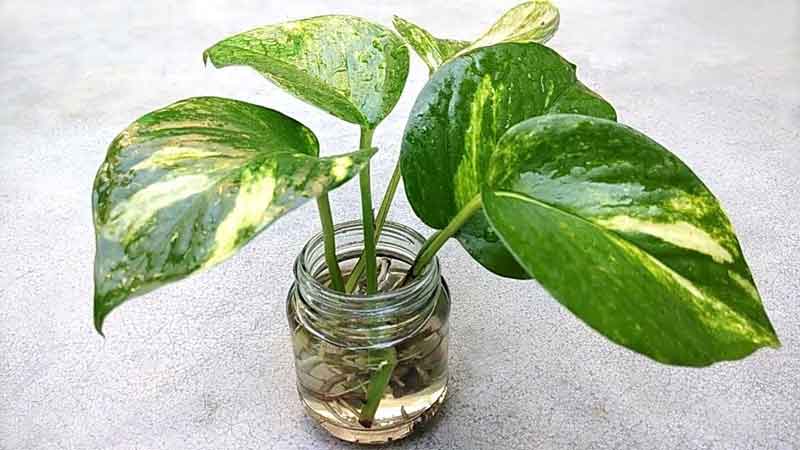 money plant1