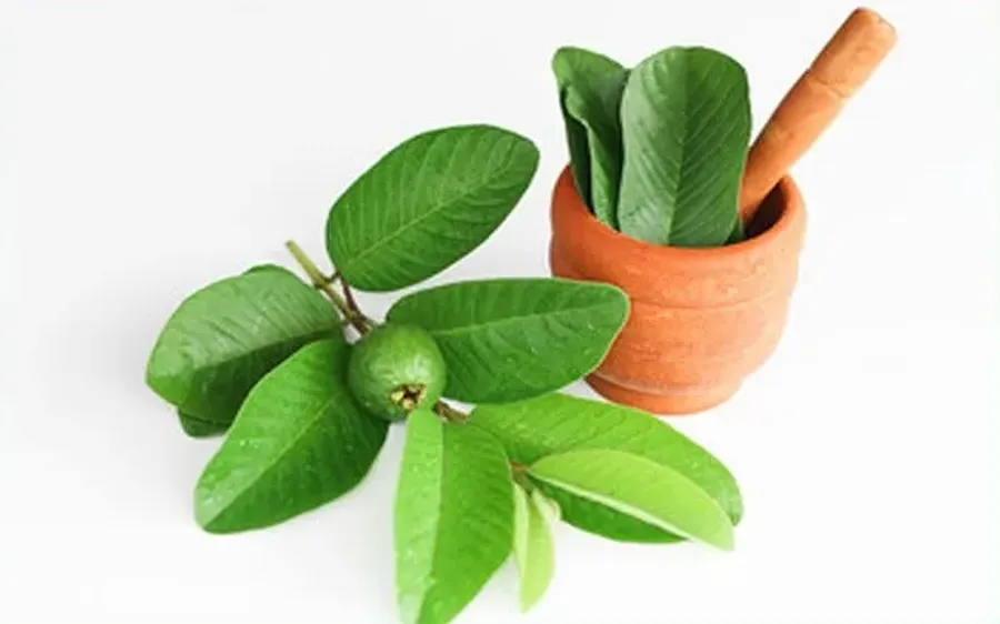 16 guava leaf 1