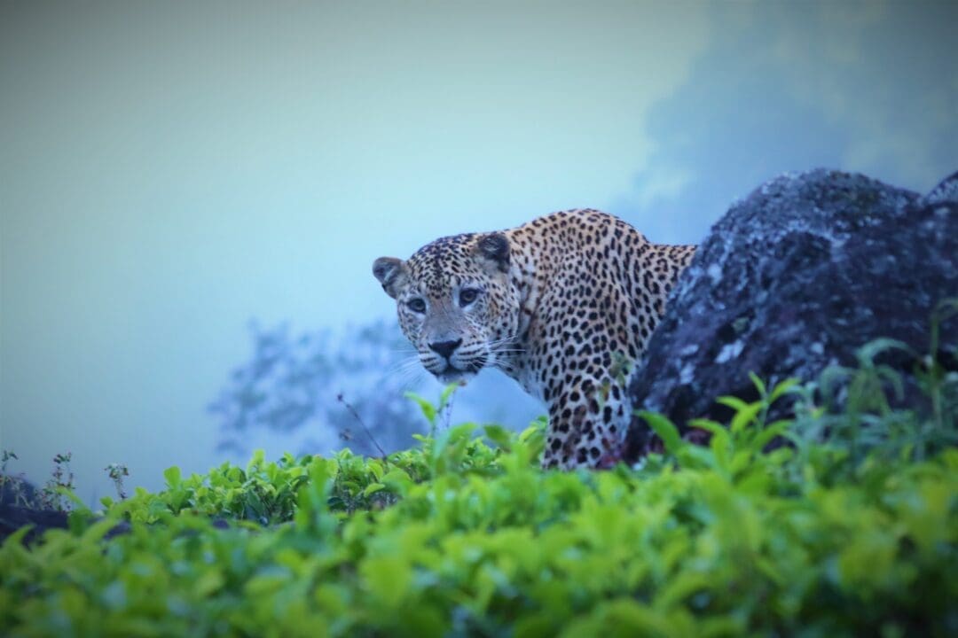 Leopard in the Tea Garden Image by Rohan Gunasekara scaled