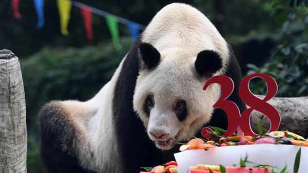 panda 1608643069