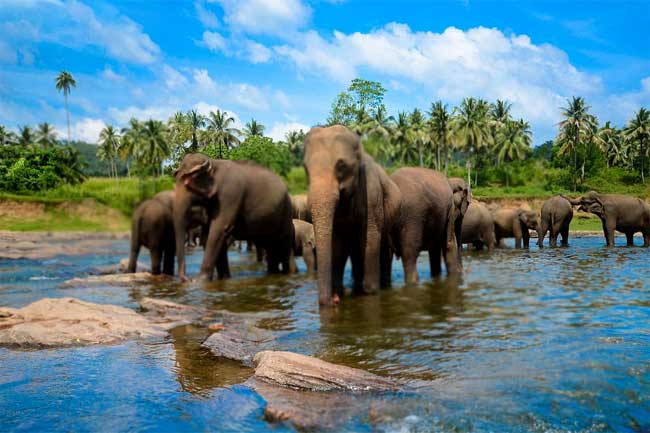 1669976275 1669975445 elephants L