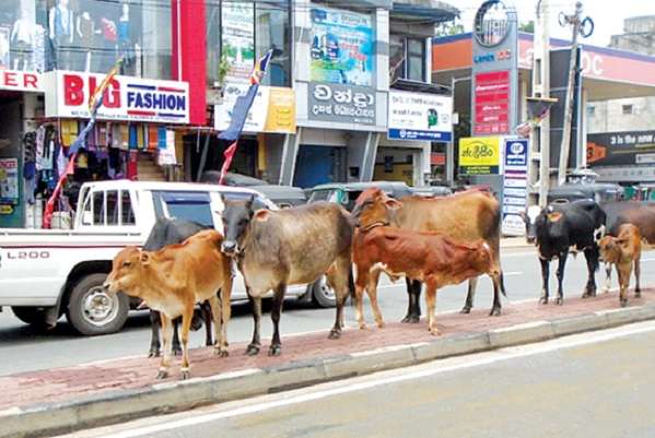 மாடுகள் திருட்டு! - யாழ் மக்களுக்கு எச்சரிக்கை 1 image 527bbd63e6