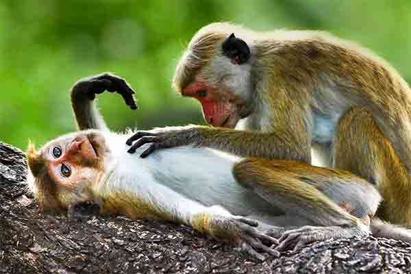 monkey