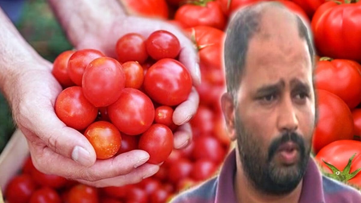 தக்காளி விற்று கோடீஸ்வரரான விவசாயி! 2.8 கோடி சம்பாதித்து சாதனை